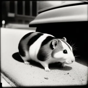 Furry Friends in Studio: Adorable Guinea Pig, Bunny, Rat, Mouse, and Hamster.