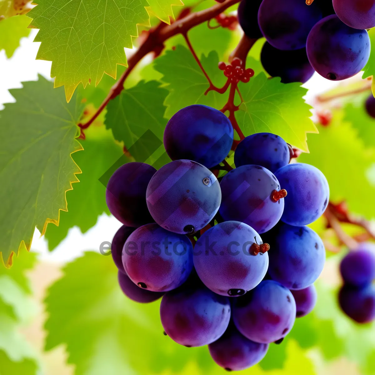 Picture of Vibrant Autumn Concord Grapes in Vineyard