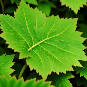 Lush Sumac Leaves in Sunlit Forest