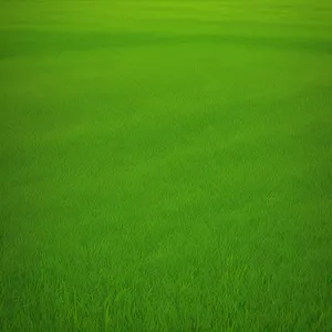 Verdant Wheatfield, Nature's Lush Green Carpet