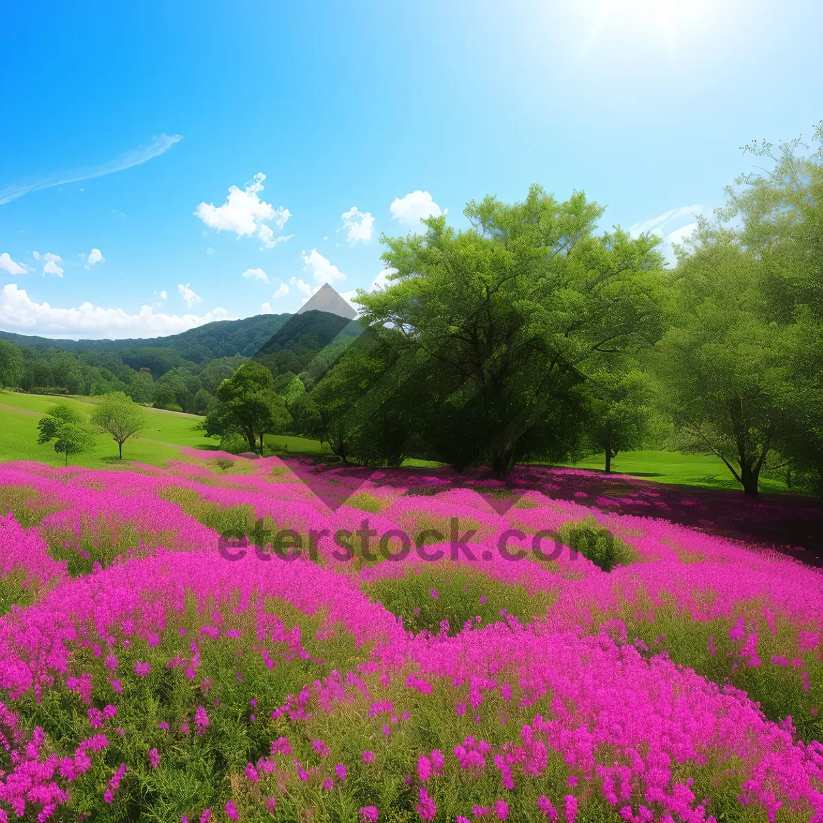 Picture of Colorful Phlox Flowers in Spring Meadow