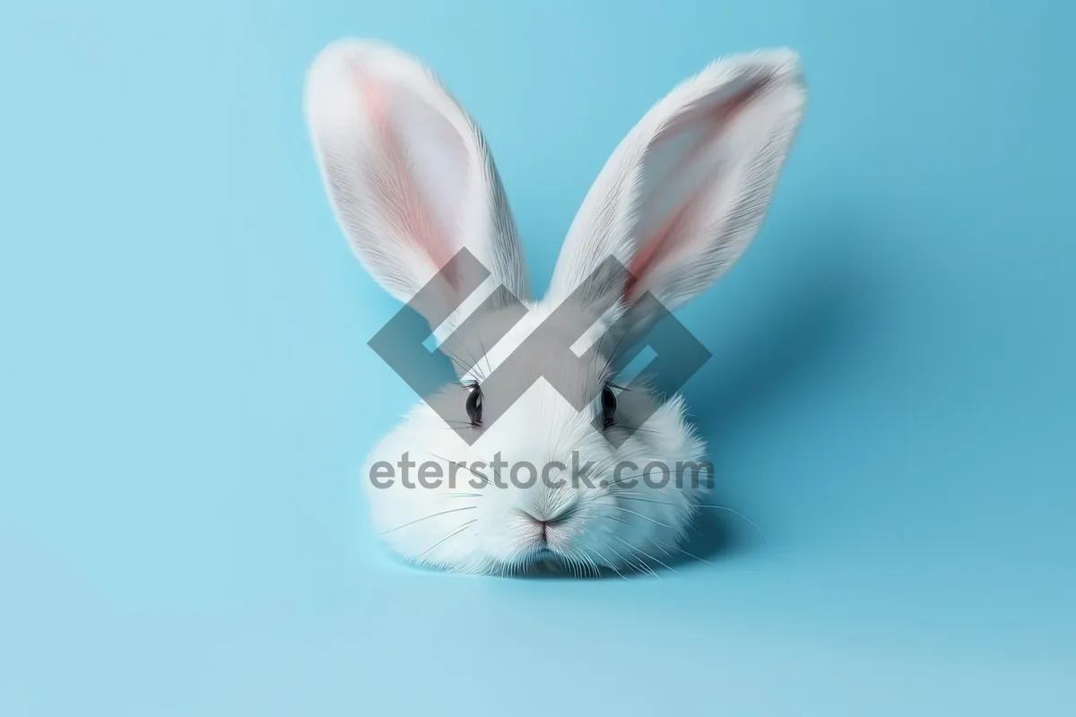 Picture of Fluffy Bunny Watching in Domestic Studio Setting