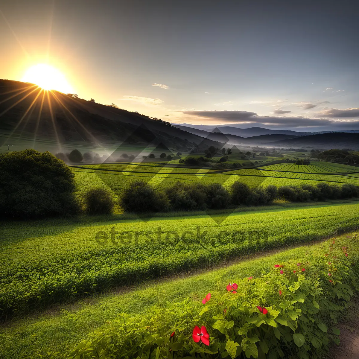 Picture of Sunlit Highland Meadow in Rural Landscape