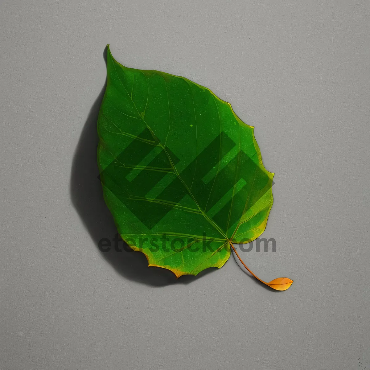 Picture of Fresh Spring Foliage: Wild Ginger Leaves in Garden