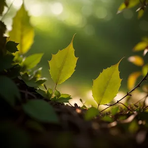 Vibrant Maple Leaves in Sunlit Forest