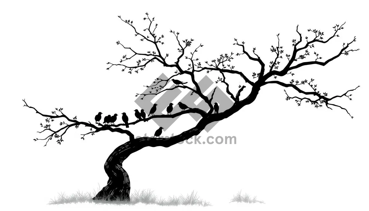 Picture of Black Oak Tree Silhouette with Detailed Branches and Leaves