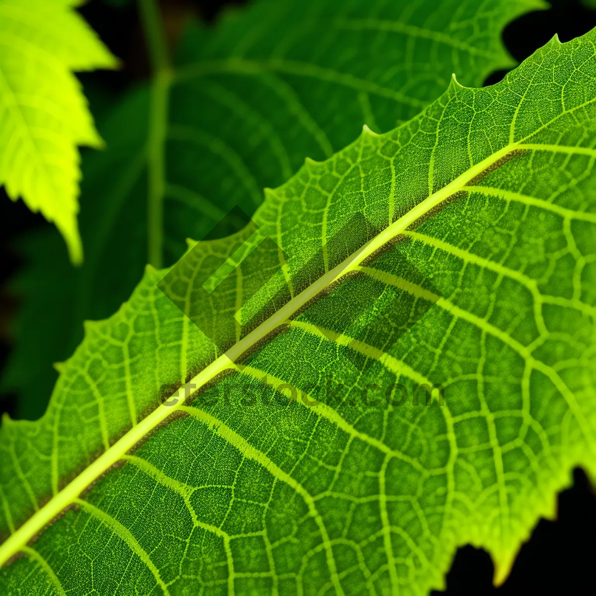 Picture of Bright Linden Leaf Closeup - Organic Garden Flora