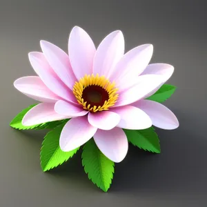 Pink Lotus Blossom: Delicate Floral Petals in Full Bloom