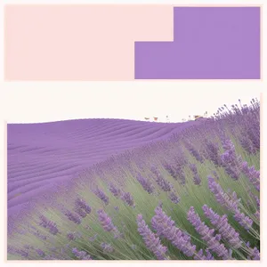 Colorful Lilac Flowers in Purple Lavender Field