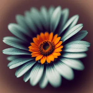 Yellow Daisy in Full Bloom