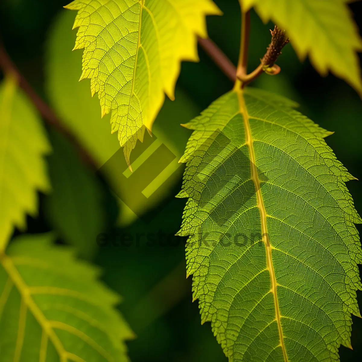 Picture of Sunlit Maple Leaves in Summer Forest