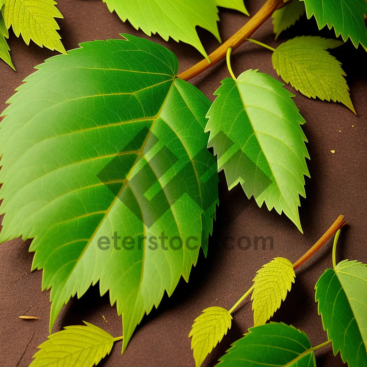 Picture of Lush Green Forest with Sunlit Fig Tree