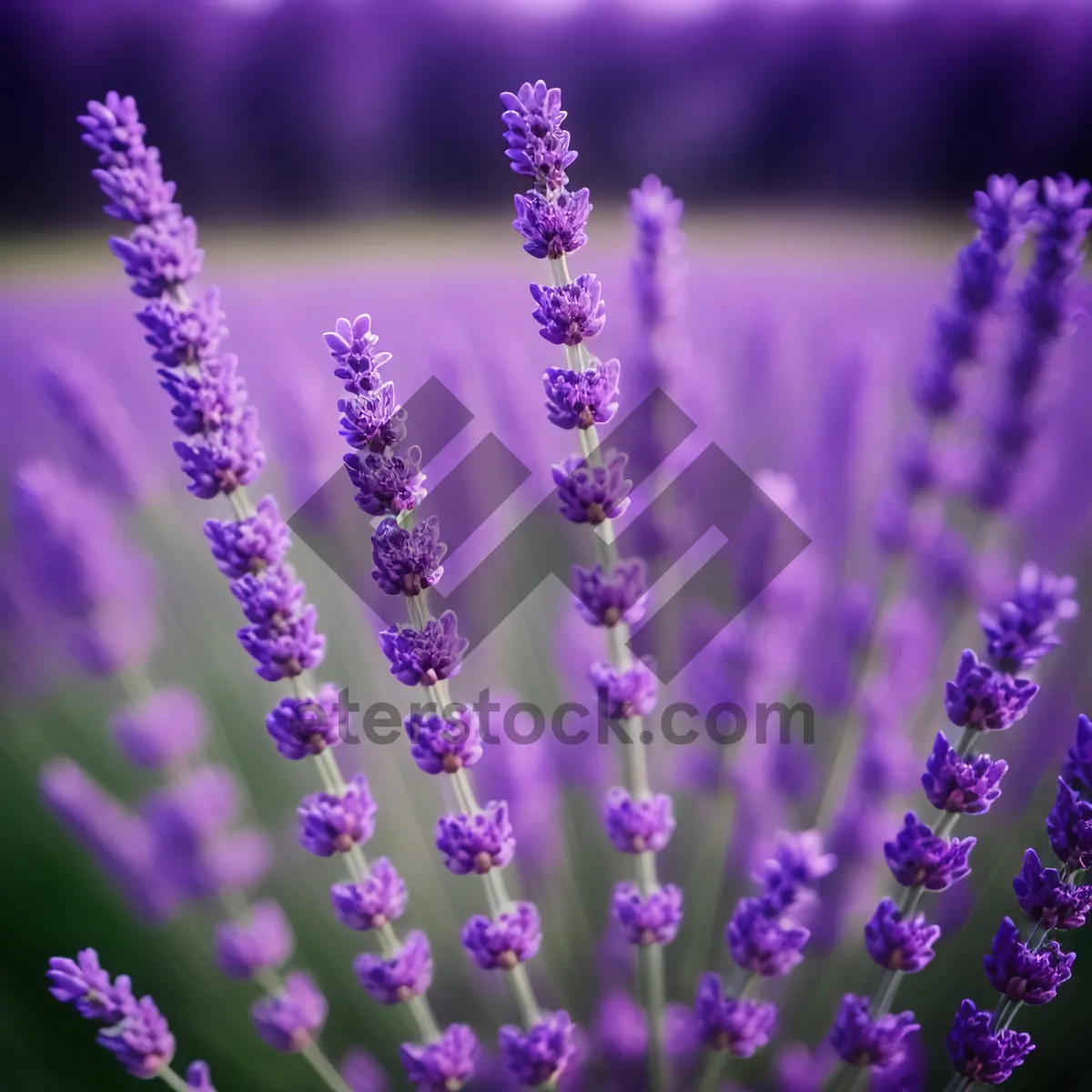 Picture of Lavender Shrub Blooming in Rural Garden