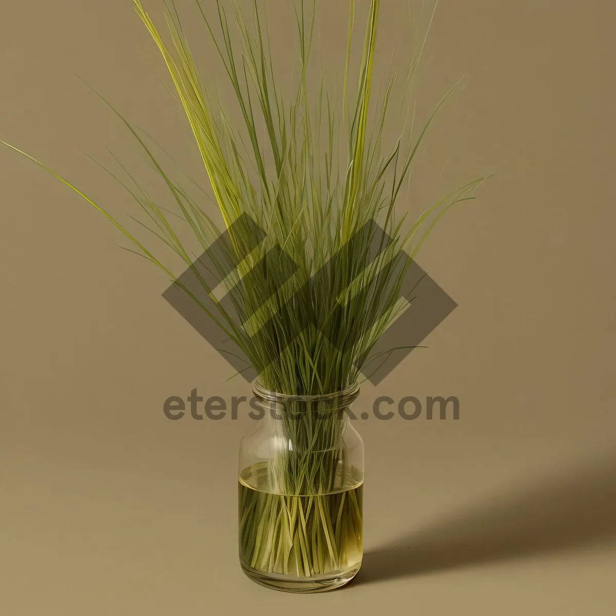 Picture of Wheat field with fly and brush