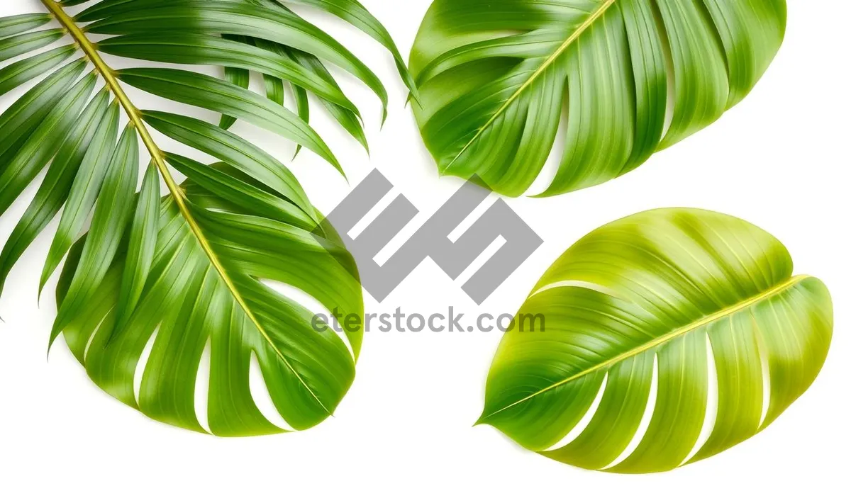 Picture of Colorful bamboo leaves in a summer garden