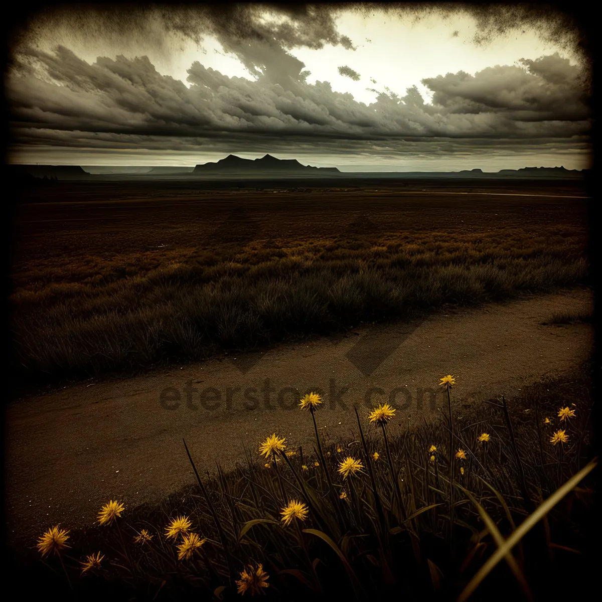 Picture of Golden Sunset over Vast Rural Meadow