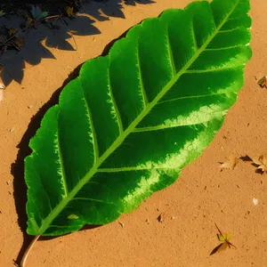 Fresh Kale Leaves - Organic, Healthy Greens