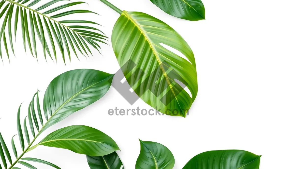 Picture of Floral Tea Tree Branch Pattern Design