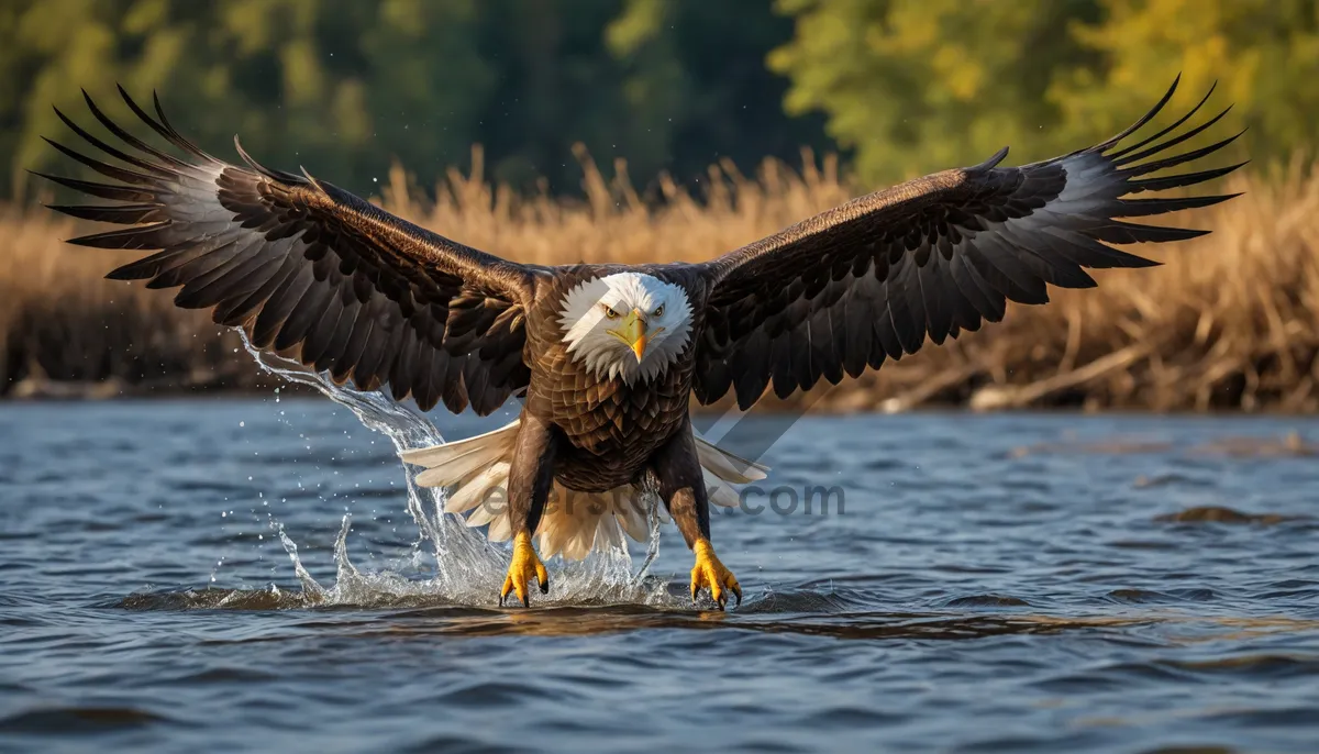 Picture of Wild Bald Eagle in Flight Over Water