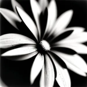 Vibrant Daisy Petals in Plumbago Flower