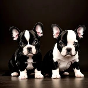 Irresistible Studio Portrait of a Wrinkled Bulldog Puppy