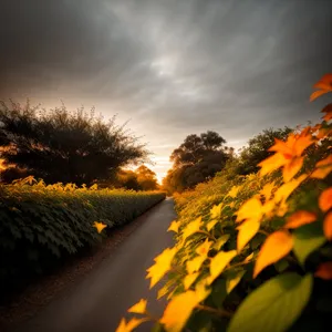 Golden Mountain Sunset Over Rural Road