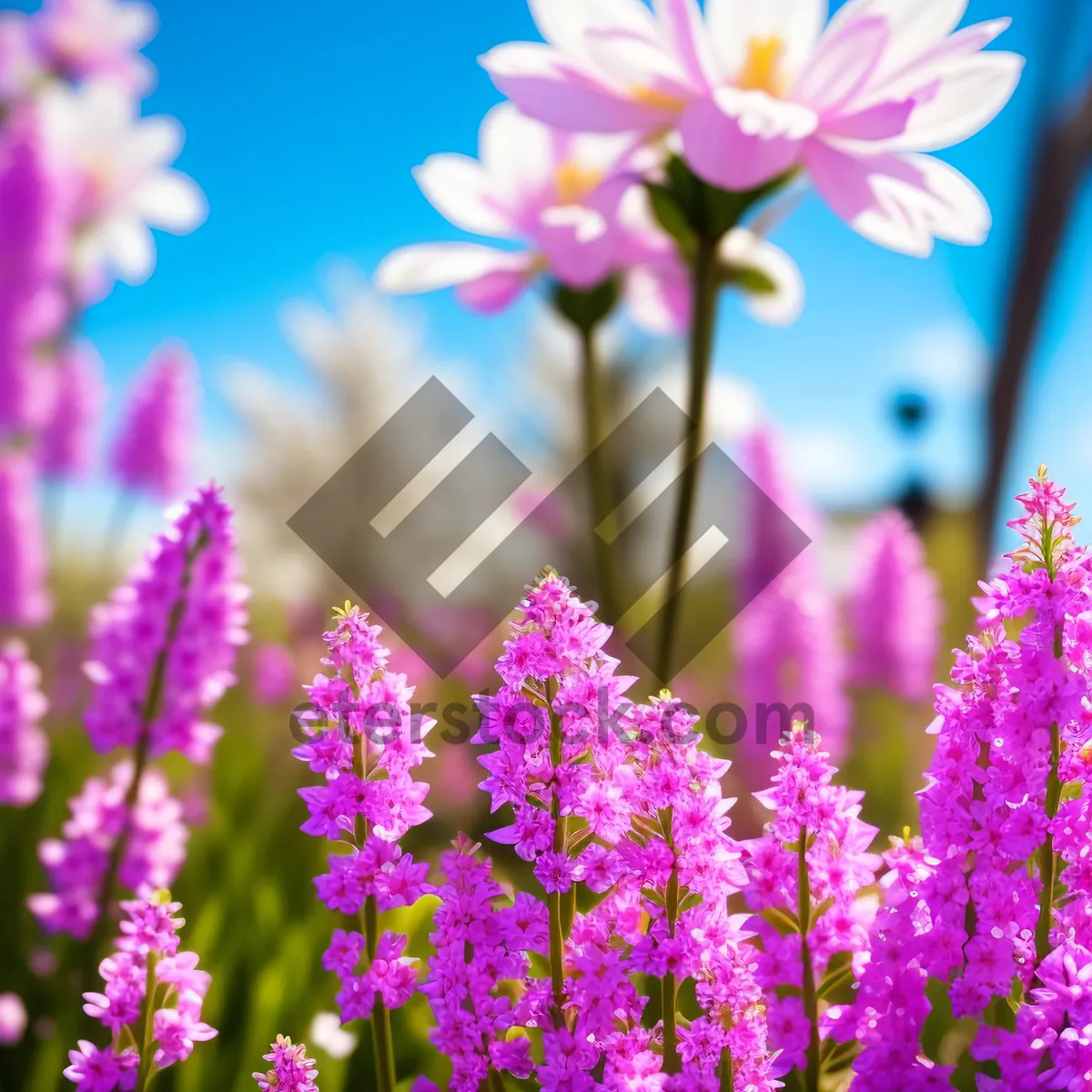 Picture of Lilac Blossoms in a Summer Garden