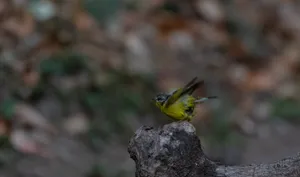 Yellow warbler perched on garden branch with beak.