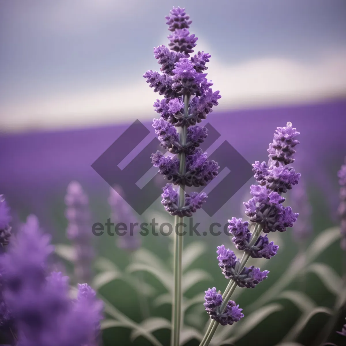 Picture of Lavender Blooming in Rural Garden