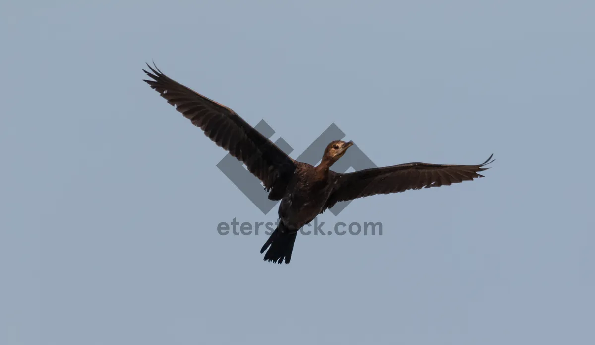 Picture of Sky Soaring Predator: Majestic Vulture in Flight