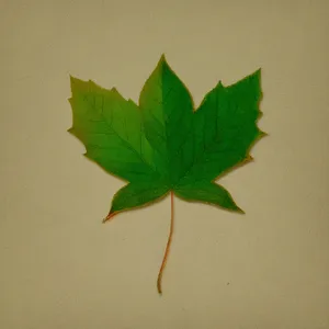 Vibrant Maple Leaf in Fresh Spring Foliage