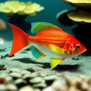 Goldfish swimming in a tropical coral reef.