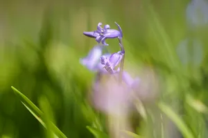 Blooming Purple Lavender in Rural Meadow