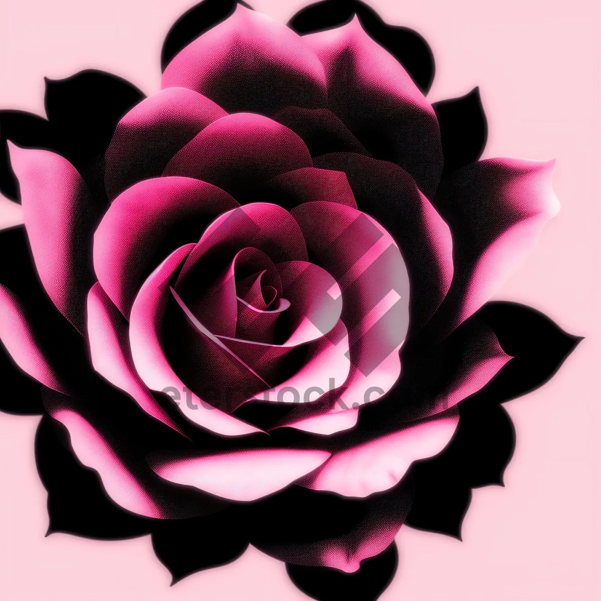 Picture of Romantic Pink Rose Blossom for Wedding Bouquet Gift