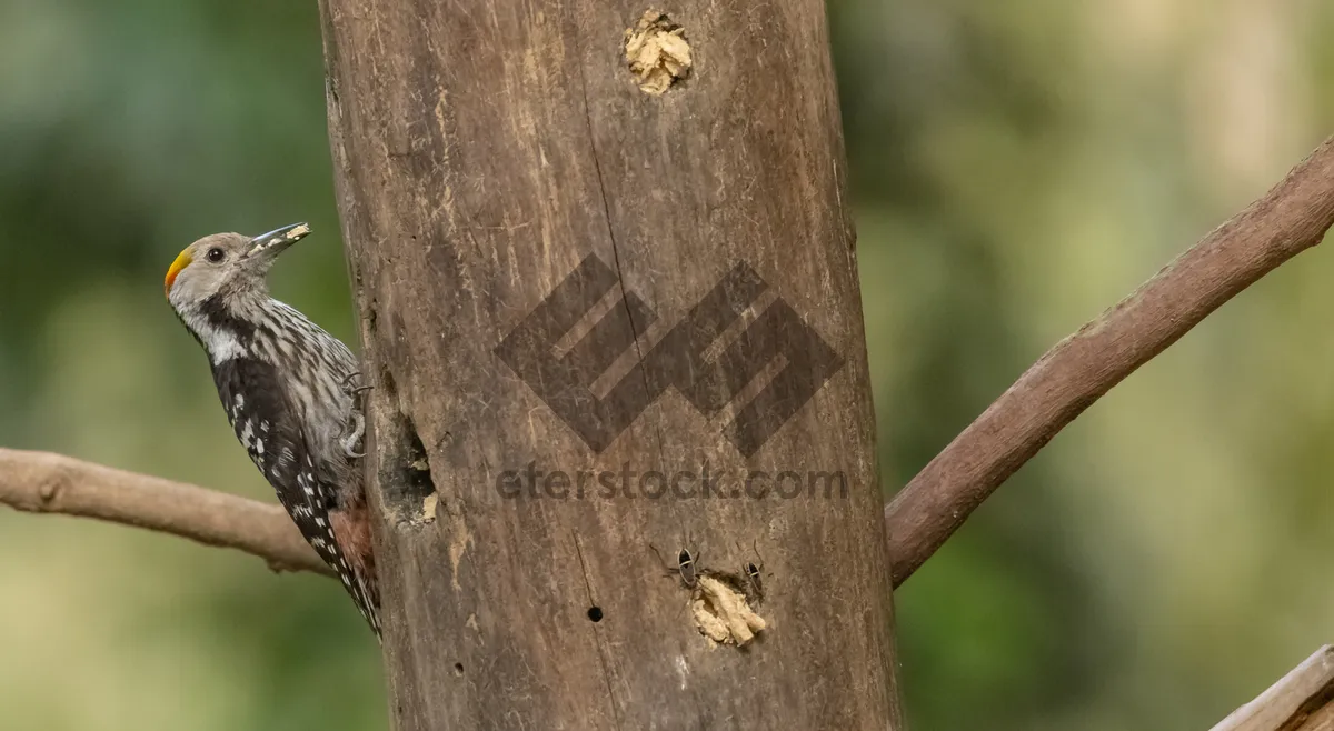 Picture of Rustic bark texture on old tree trunk