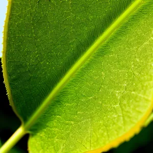 Vibrant Summer Leaf in a Garden