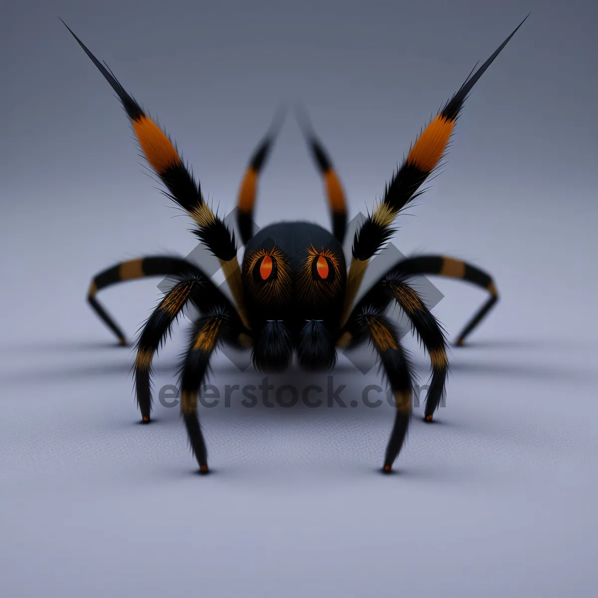 Picture of Mysterious Black Widow Spider: Close-up of an Arachnid