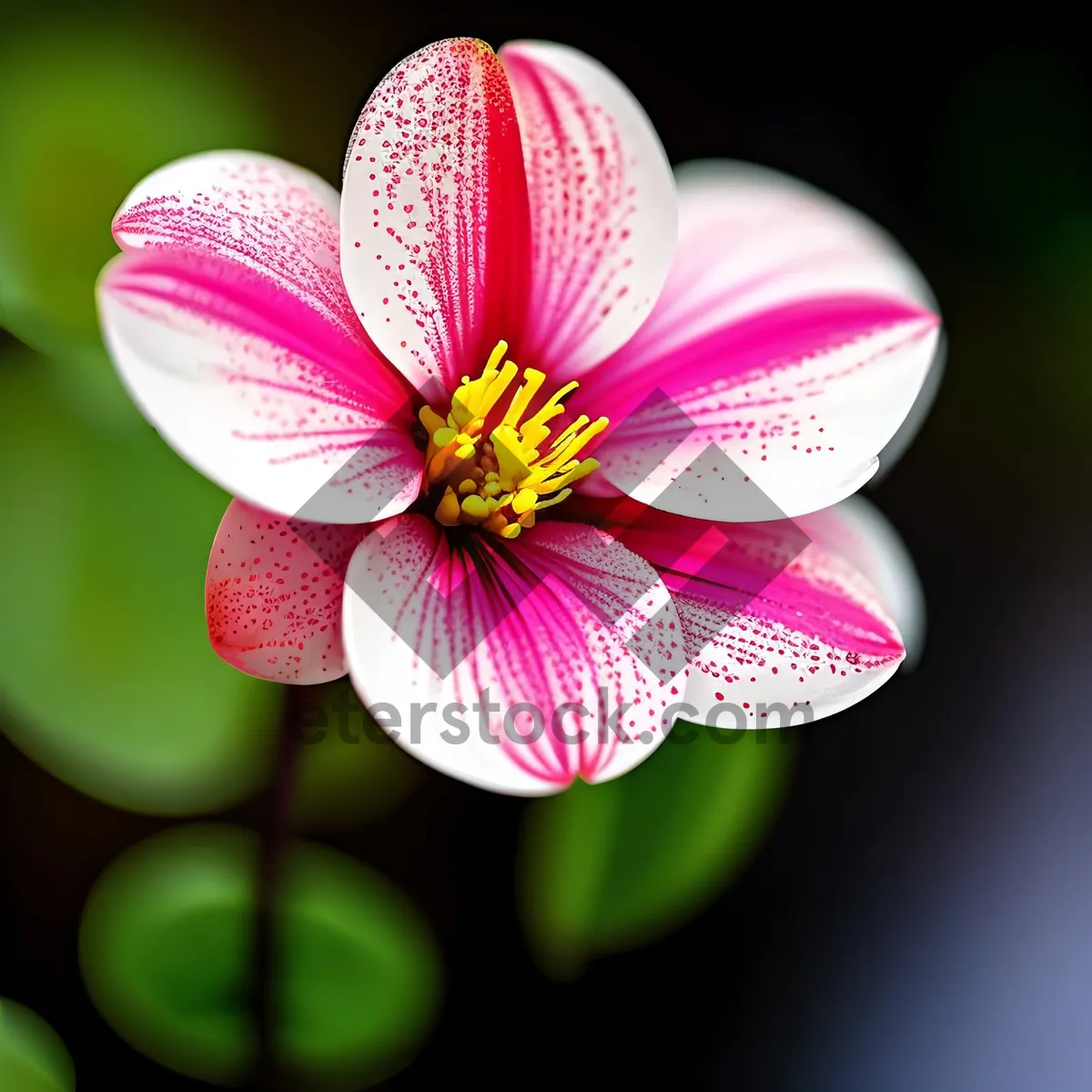 Picture of Vibrant Spring Tulip Blossom in Garden