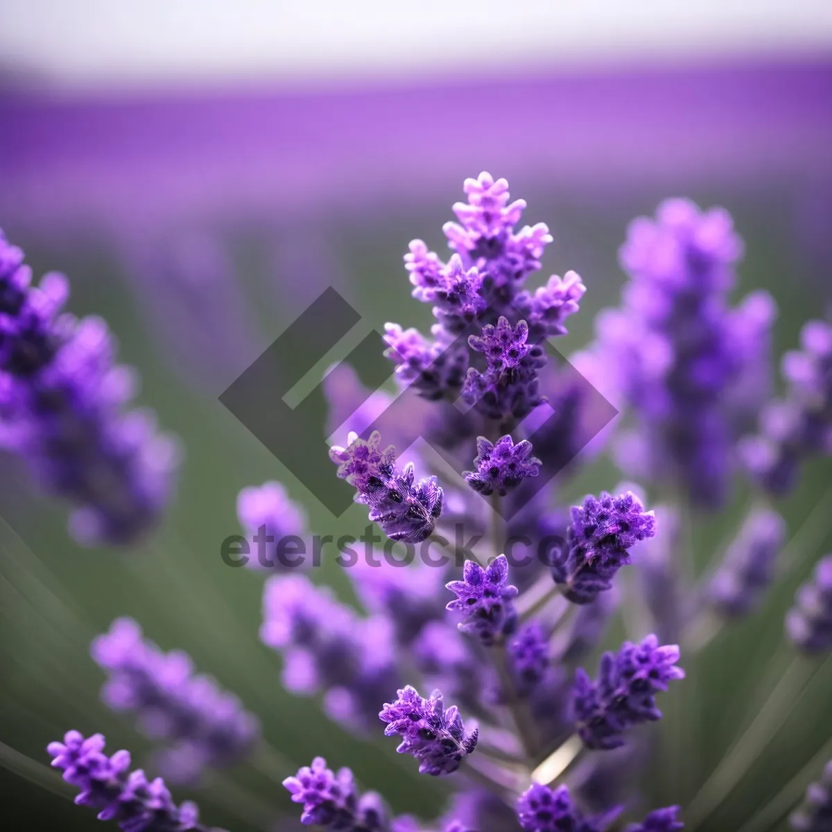 Picture of Vibrant Lavender Garden in Full Bloom