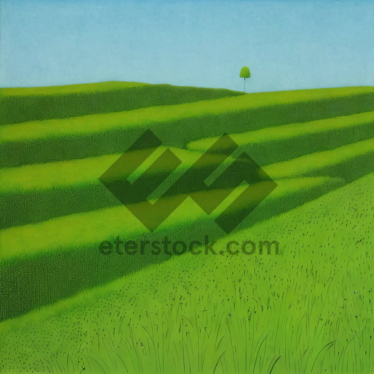 Picture of Fresh Green Soybean Field in Summer