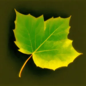 Vibrant Autumn Foliage: Maple Leaf in Yellow