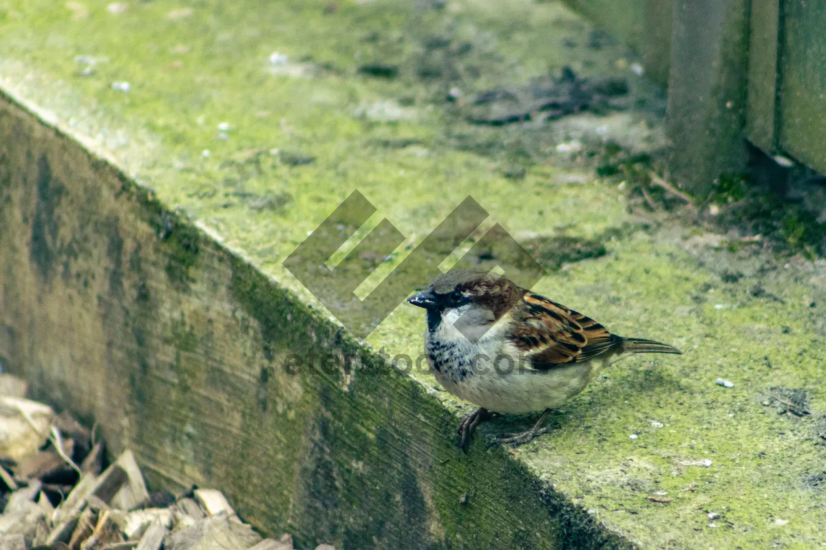 Picture of Sitting Sparrow perched on branch in garden