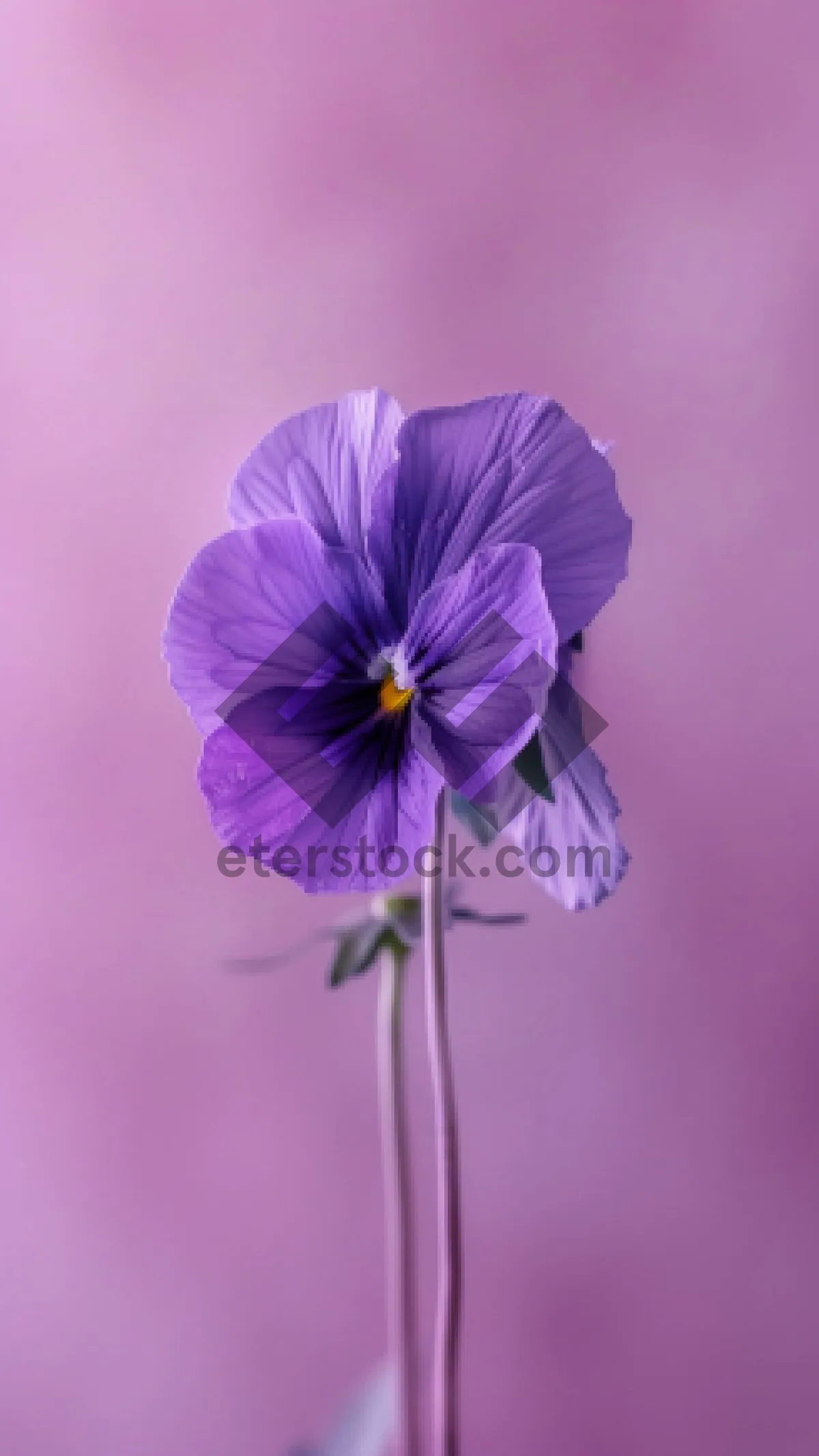 Picture of Pink and Purple Blooming Viola Flower in Garden