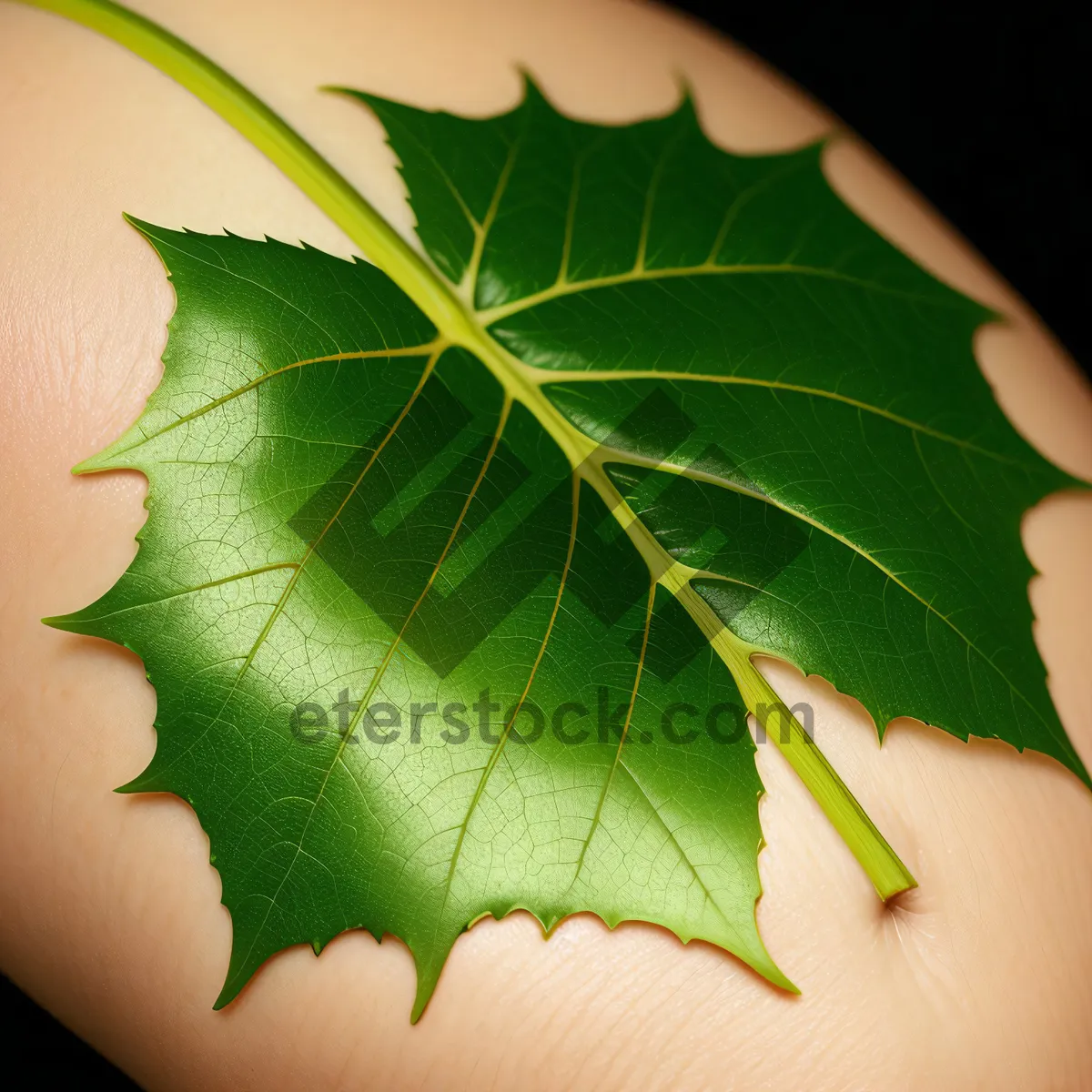 Picture of Vibrant Maple Leaf Closeup: Autumn Foliage in Nature's Palette