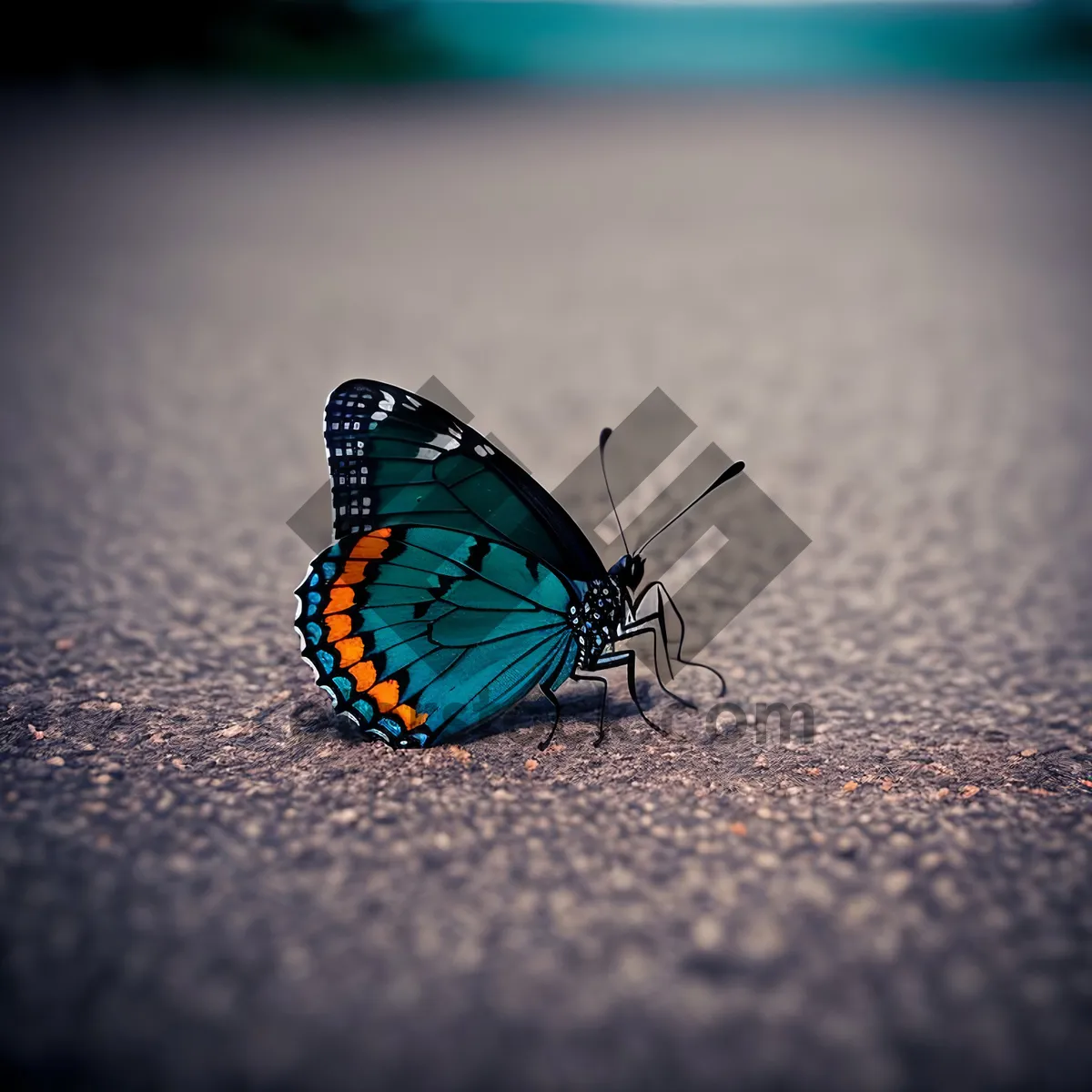 Picture of Vibrant Lacewing Resting on Orange Flower