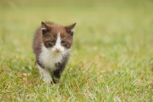 Adorable kitten with curious eyes