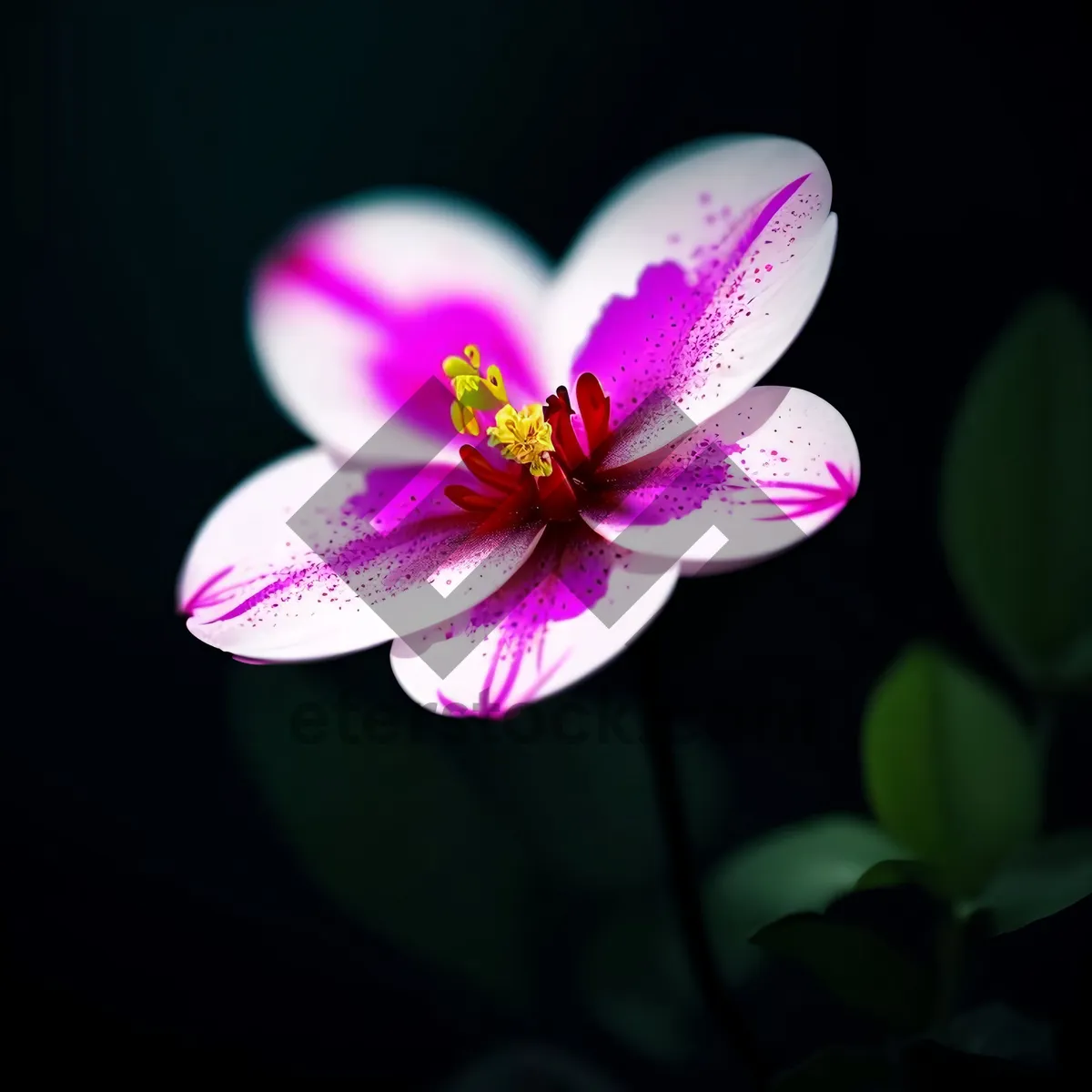 Picture of Vibrant Pink Orchid Blossom in Garden