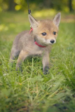 Adorable kitten and puppy playing on grass