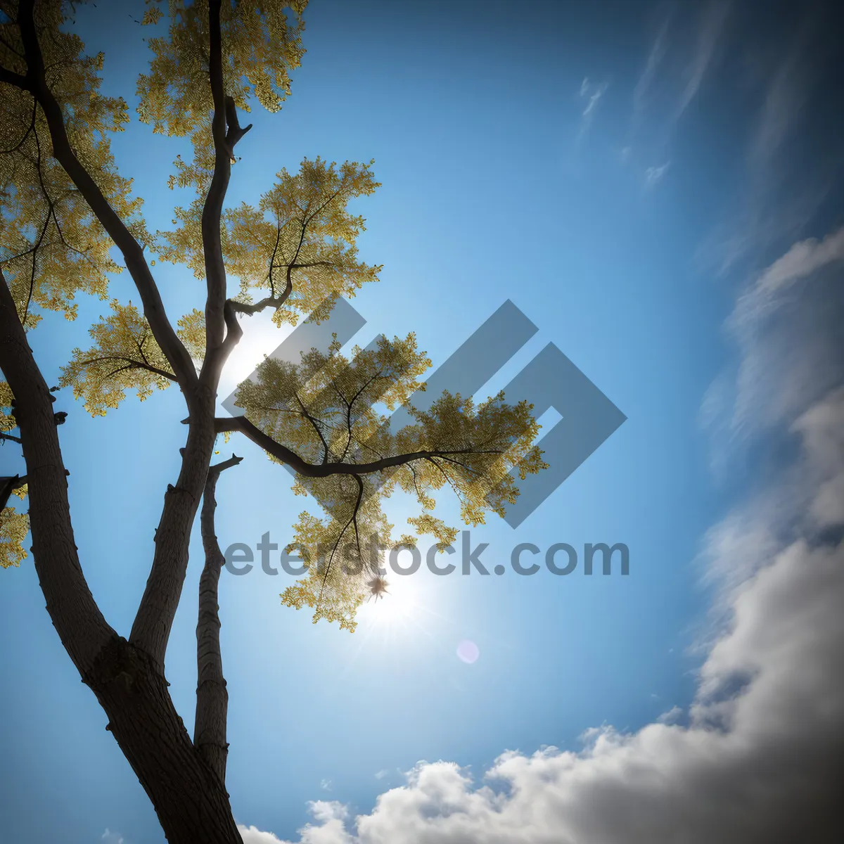 Picture of Sunny Oak Tree in Serene Forest Landscape