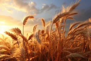 Golden Wheat Field at Sunset